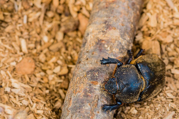 Closeup of large black beetle
