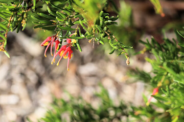 Grevillea 'Bonnie Prince Charlie'
 (Grevillea rosmarinifolia x alpina), South 
Australia
