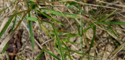 Brown beetle sitting on a blade of grass