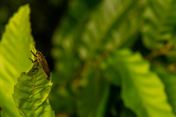 Closeup of large brown beetle sitting on green leaf
