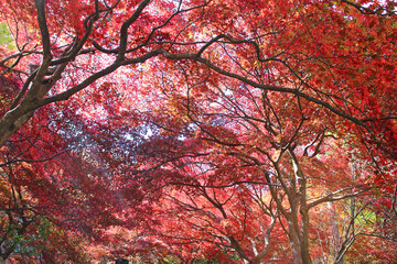 大山寺　紅葉