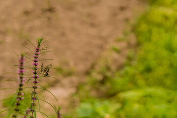 Brown and white butterfly perched on a plant