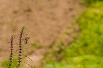 Brown and white butterfly perched on a plant