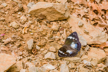 Large brown butterfly with white spots