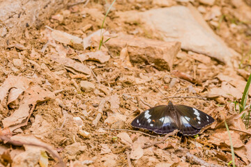 Large brown butterfly with white spots