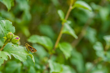Beautiful brown moth on green leaf