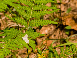 White moth with light brown markings