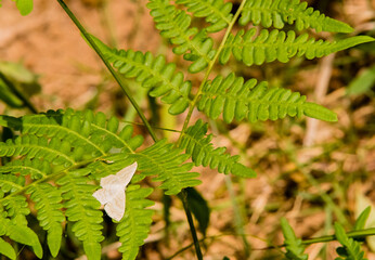 White moth with light brown markings
