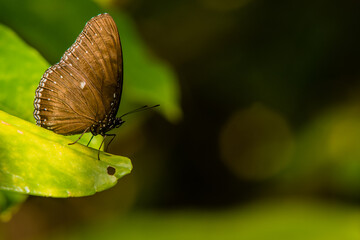 Closeup of black butterfly with white markings
