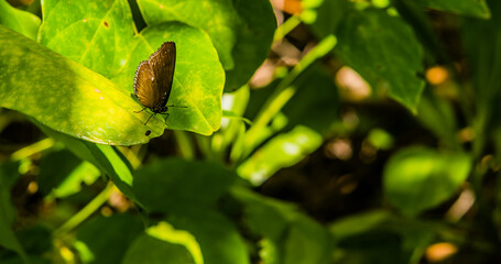 Closeup of black butterfly with white markings