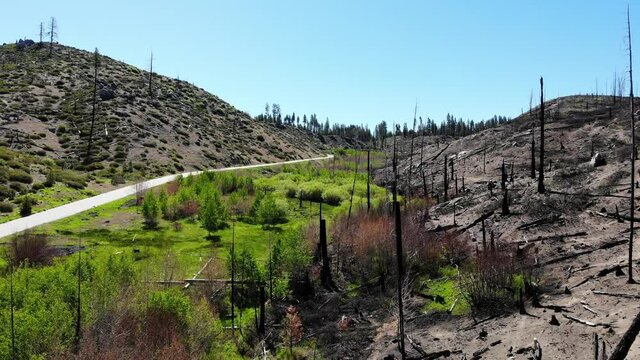 Fly low over recovering green valley burned trees on a hill destroyed by wildfire.