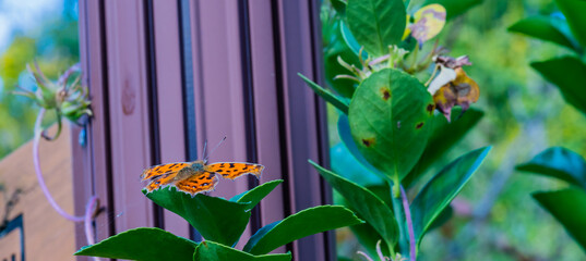 The comma butterfly on leaf of green plant