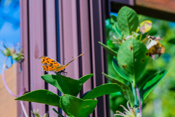 The comma butterfly on leaf of green plant