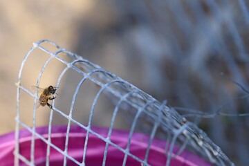 Honey Bee on wire mesh after near-drowning, South Australia