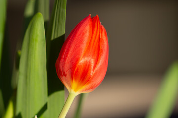 Naklejka premium Close up of Red Tulip at Golden Hour on a Spring Day