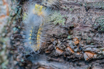 Hairy caterpillar on side of tree.