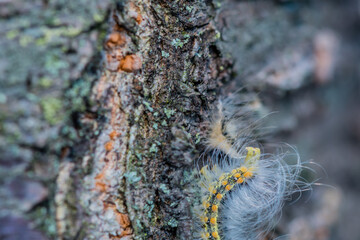 Hairy caterpillar on side of tree.