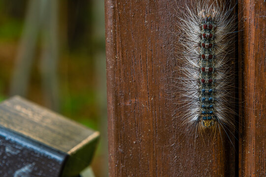 Caterpillar With Red And Blue Markings