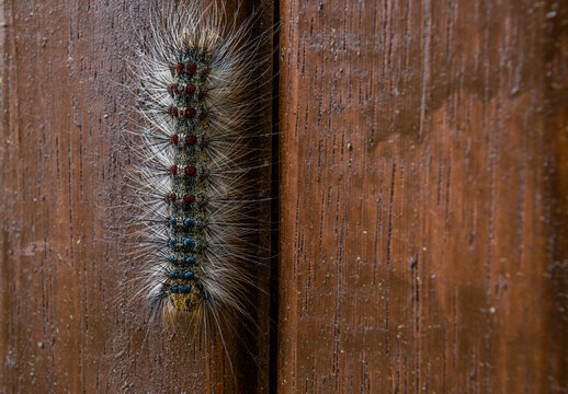 Caterpillar With Red And Blue Markings