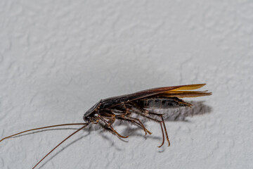 Close up of dead winged cockroach