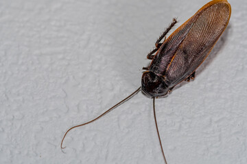 Close up of dead winged cockroach