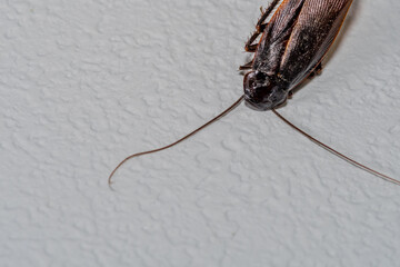 Close up of dead winged cockroach