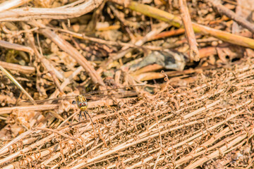 Dragonfly holding on to a dry brown twig