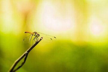 Front view of brown dragonfly perched on a small twig