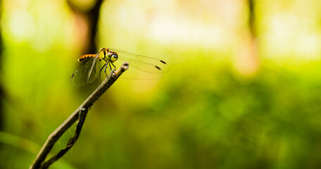 Front view of brown dragonfly perched on a small twig