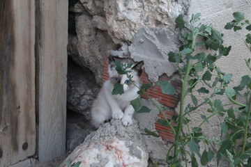 cat on the tree