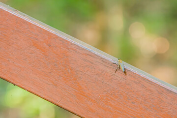 Closeup of large flying insect