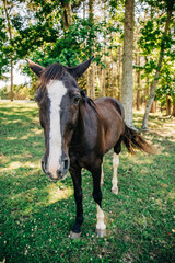 A close up view of a single brown horse with a white patch in a field pasture in the summer