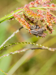 Two house flies mating on a plant with a soft blurred background