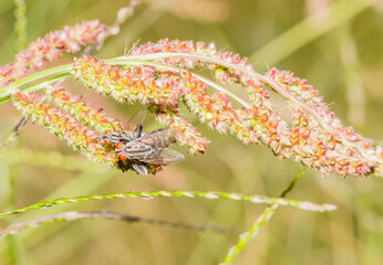 Two house flies mating on a plant with a soft blurred background