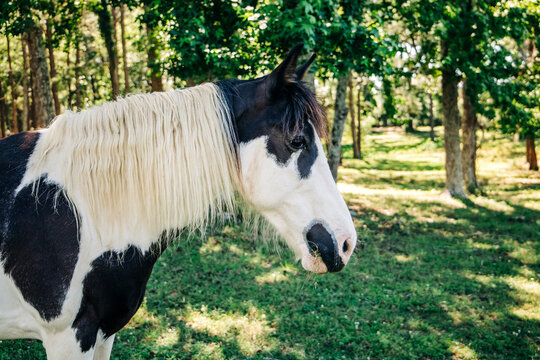 A black and white patched horse in a field in the summer profile from the side