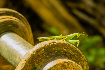 Praying mantis in the sun