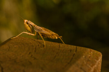 Large brown adult praying mantis