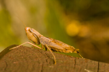 Large brown adult praying mantis