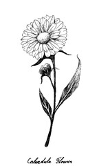 Herbal Flower and Plant, Hand Drawn Illustration of Calendula or Marigold Flower Used for Herbal and Cosmetic Products
