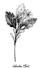 Herbal Flower and Plant, Hand Drawn Illustration of Celandine Plant Used for Traditional Medicine Has Effect on Health or Diseases.
