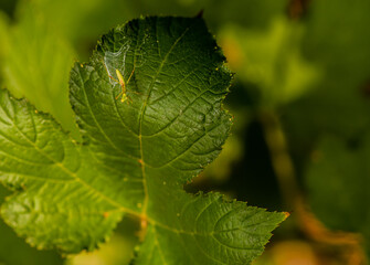 Closeup of baby praying mantis posing for camera