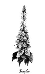 Herbal Flower and Plant, Hand Drawn Illustration of Digitalis or Foxglove Plant Used As A treatment for Heart Failure and Increase The Strength of Heart Muscle Contractions.  © Iamnee