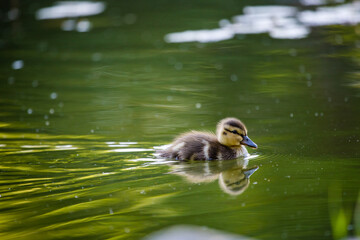 Cute mallard baby duckling swimming in a pond