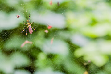 Banana Spider feeding on moth