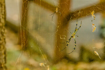 Large female banana spider