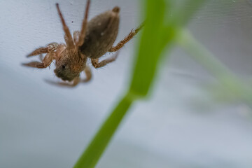 Closeup of small jumping spider