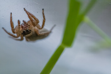 Upside down jumping spider