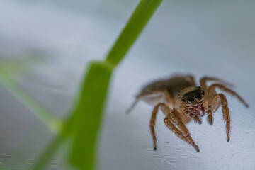 Jumping spider next to green leaf