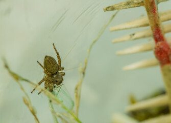 Jumping spider feeding on green lacewing