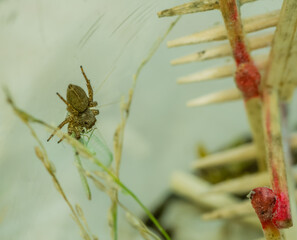 Jumping spider feeding on green lacewing